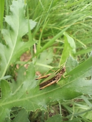Omocestus viridulus