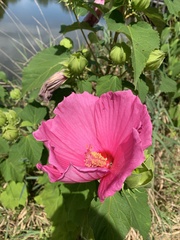 Hibiscus moscheutos