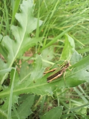 Omocestus viridulus
