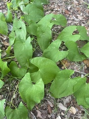 Dioscorea