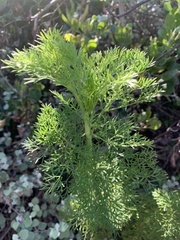 Notobubon ferulaceum
