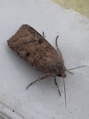 Diarsia rubi