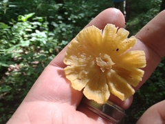 Cantharellus appalachiensis