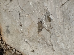 Oedipodinae