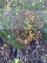Notobubon ferulaceum
