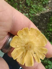Cantharellus appalachiensis