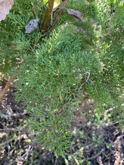 Notobubon ferulaceum