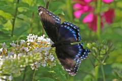 Limenitis arthemis
