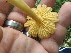 Cantharellus appalachiensis