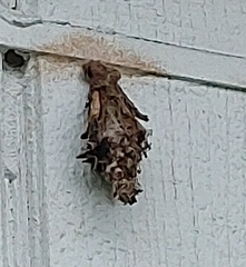 Thyridopteryx ephemeraeformis