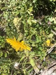 Sonchus arvensis arvensis