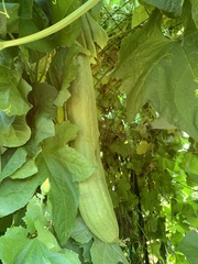 Luffa