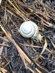 Caucasotachea vindobonensis