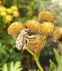 Cyphocleonus dealbatus