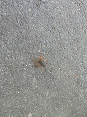 Pentatoma rufipes