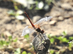 Sympetrum flaveolum