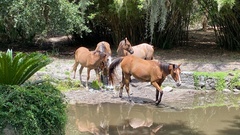 Equus caballus