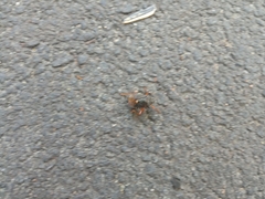 Pentatoma rufipes