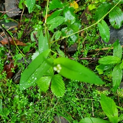 Polygonaceae