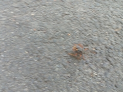 Pentatoma rufipes