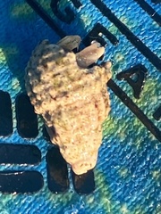 Ilyanassa trivittata