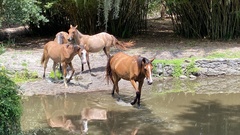 Equus caballus