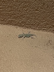 Hemidactylus turcicus