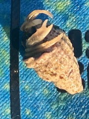 Ilyanassa trivittata