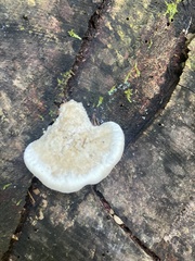 Fomitopsidaceae