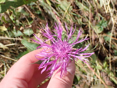 Centaurea nervosa