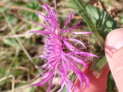 Centaurea nervosa