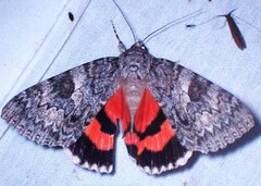 Catocala semirelicta