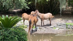 Equus caballus