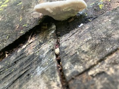Fomitopsidaceae