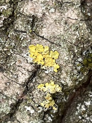 Xanthoria parietina