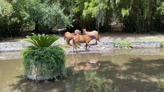 Equus caballus