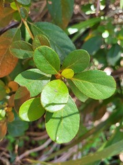 Rhododendron breviperulatum
