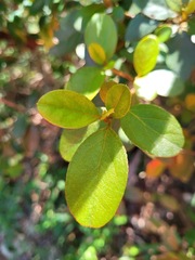 Rhododendron breviperulatum