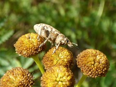 Cyphocleonus dealbatus