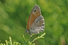 Coenonympha california