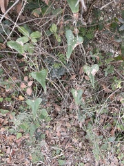 Smilax aspera