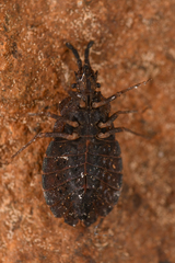 Aradidae