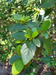 Rhododendron breviperulatum