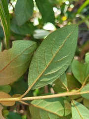 Rhododendron breviperulatum