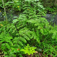 Osmunda spectabilis