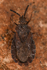 Aradidae
