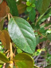 Rhododendron breviperulatum