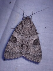 Catocala semirelicta