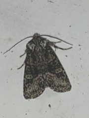 Lacinipolia olivacea