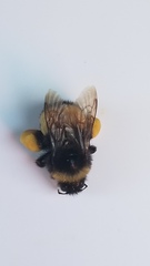Bombus terricola